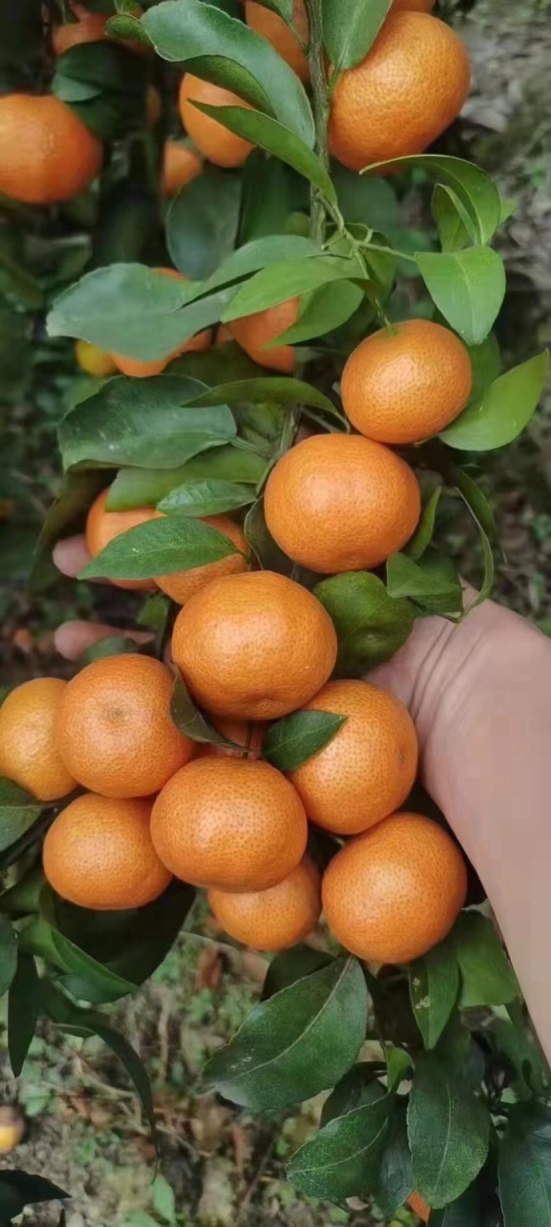 正宗广西沙糖桔，颜色好，口感纯甜，果头均匀，皮毛细，果面干净
