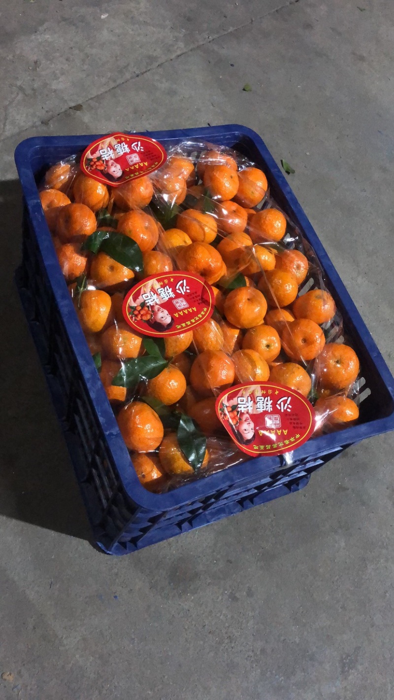 正宗广西沙糖桔，颜色好，口感纯甜，果头均匀，皮毛细，果面干净