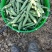 甜翠碗，长寿人，产地直供，一手货源，一件代发