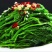 广东桑芽菜，250克一包，一件120包，货源充足，量大优