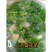 广东桑芽菜，250克一包，一件120包，货源充足，量大优