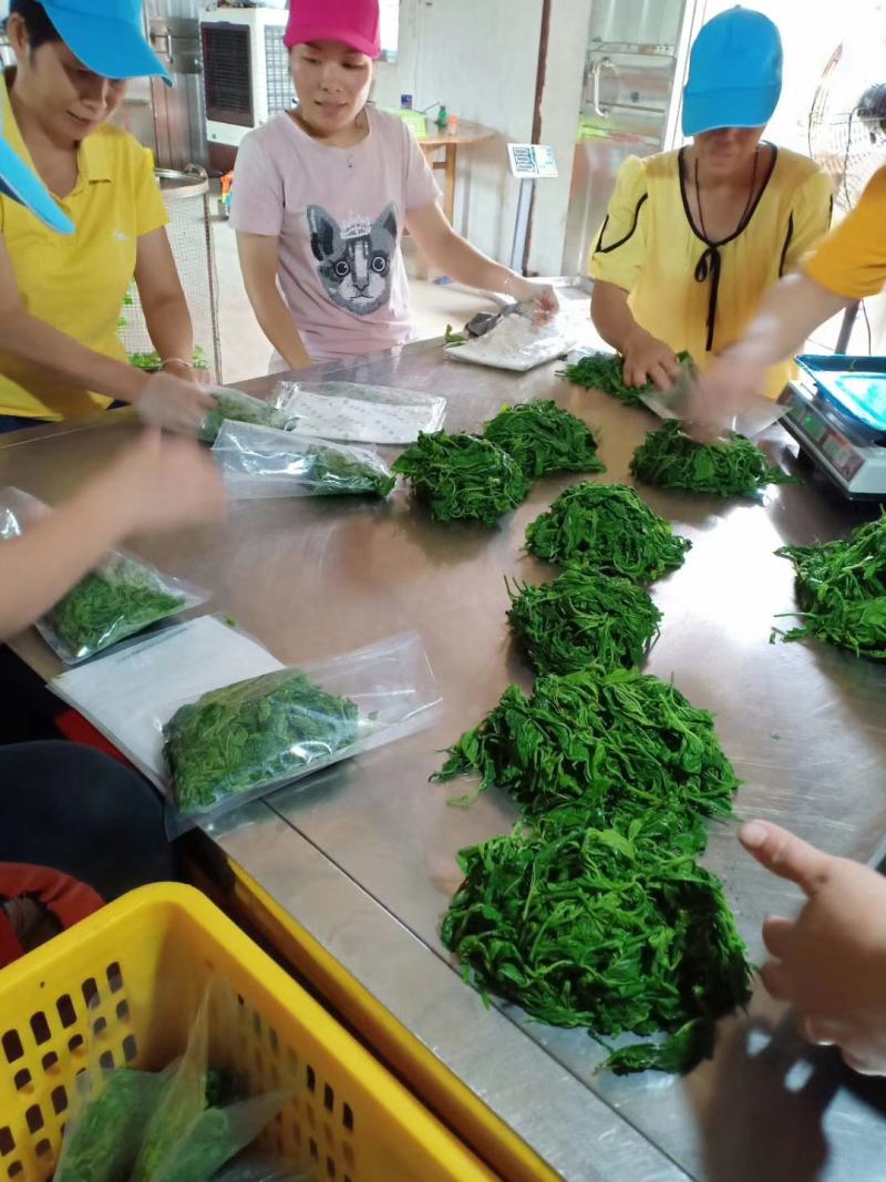 广东桑芽菜，250克一包，一件120包，货源充足，量大优