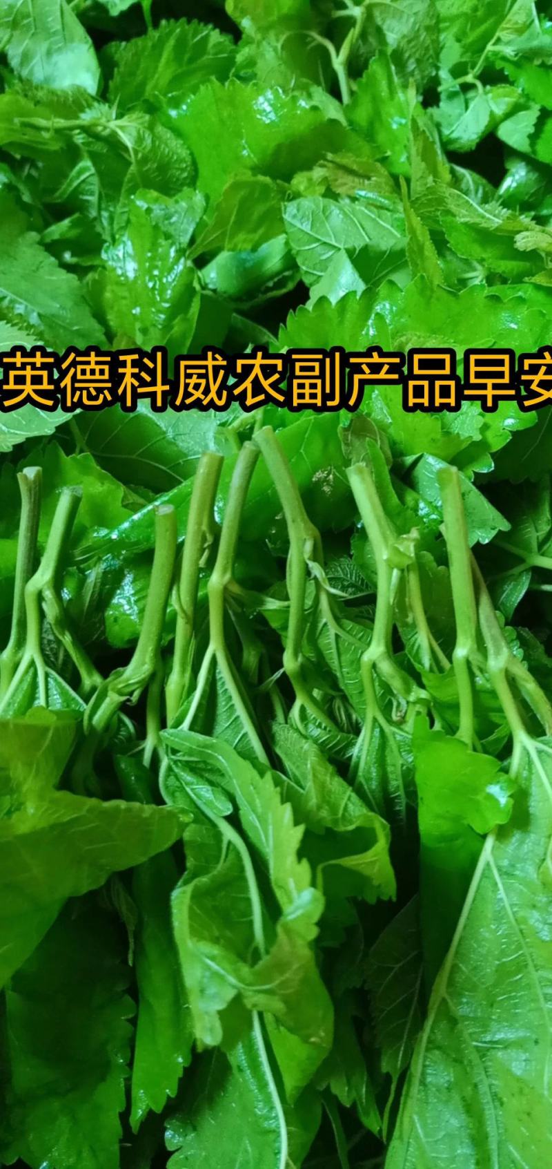 广东桑芽菜，250克一包，一件120包，货源充足，量大优