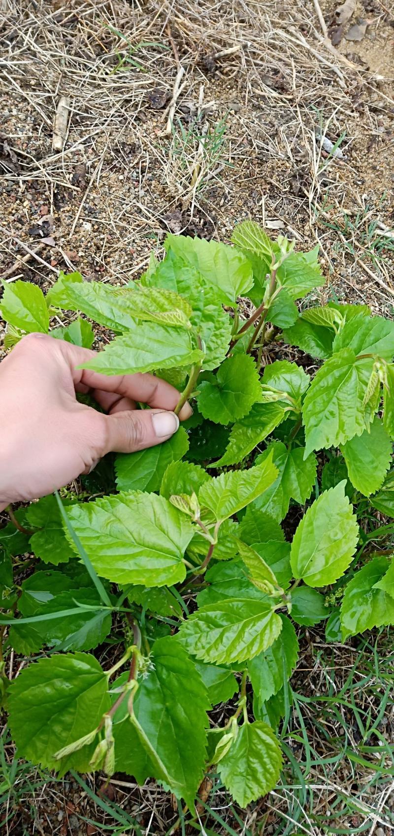 广东桑芽菜，250克一包，一件120包，货源充足，量大优