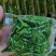 广东桑芽菜，250克一包，一件120包，货源充足，量大优