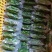 广东桑芽菜，250克一包，一件120包，货源充足，量大优
