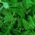 广东桑芽菜，250克一包，一件120包，货源充足，量大优