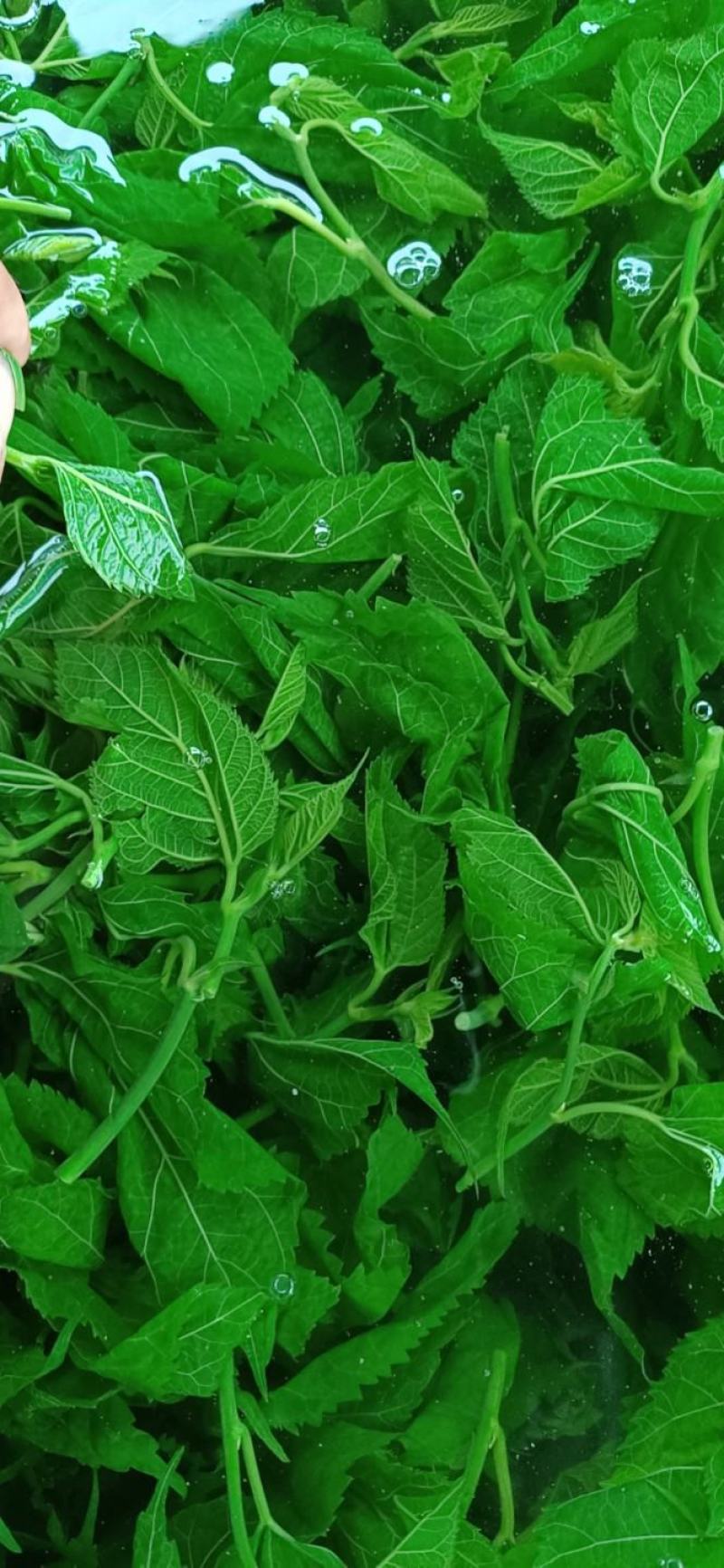 广东桑芽菜，250克一包，一件120包，货源充足，量大优