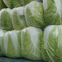 湖北黄心大白菜质量保证白菜基地直供发往全国