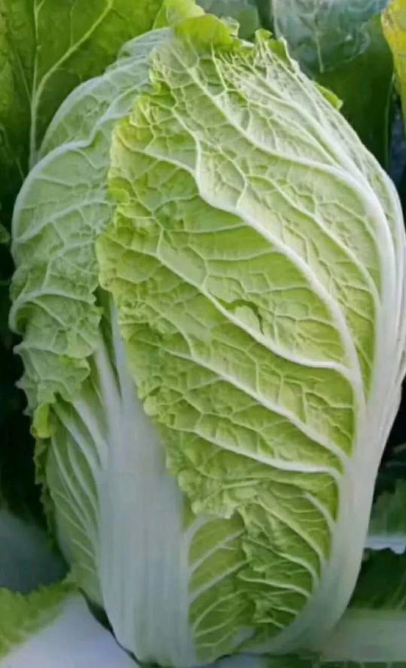 湖北黄心大白菜质量保证白菜基地直供发往全国
