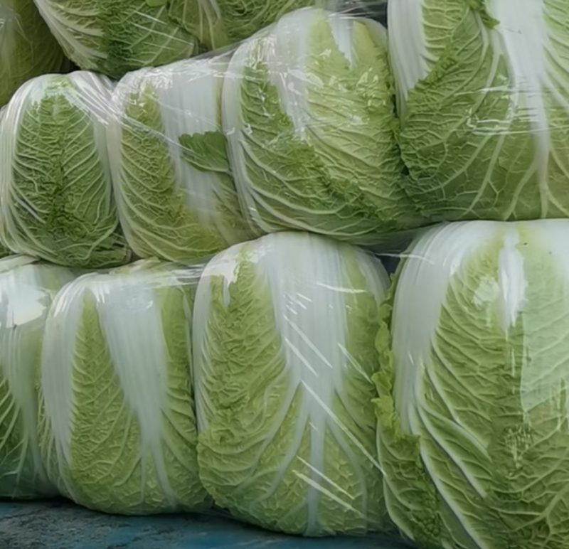 湖北黄心大白菜质量保证白菜基地直供发往全国