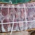 一手货牛腱子，龟腱排腱厂号119.1865：2828.