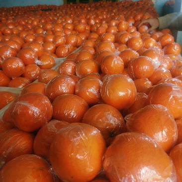 湖南湘西比耳纽荷尔脐橙大产地直供，颜色鲜红口感甜（储存）