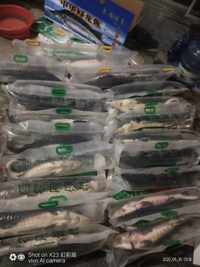 山东鲟鱼各种规格齐全，全国发货，质量优，价格低