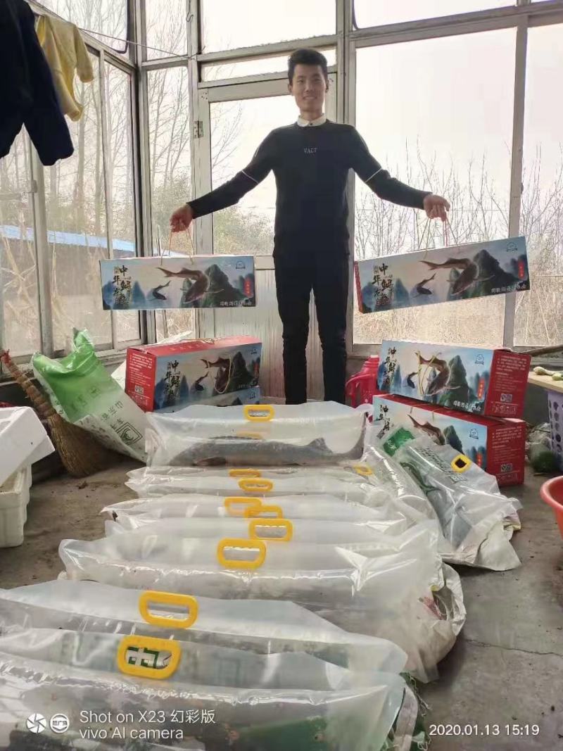 山东鲟鱼各种规格齐全，全国发货，质量优，价格低