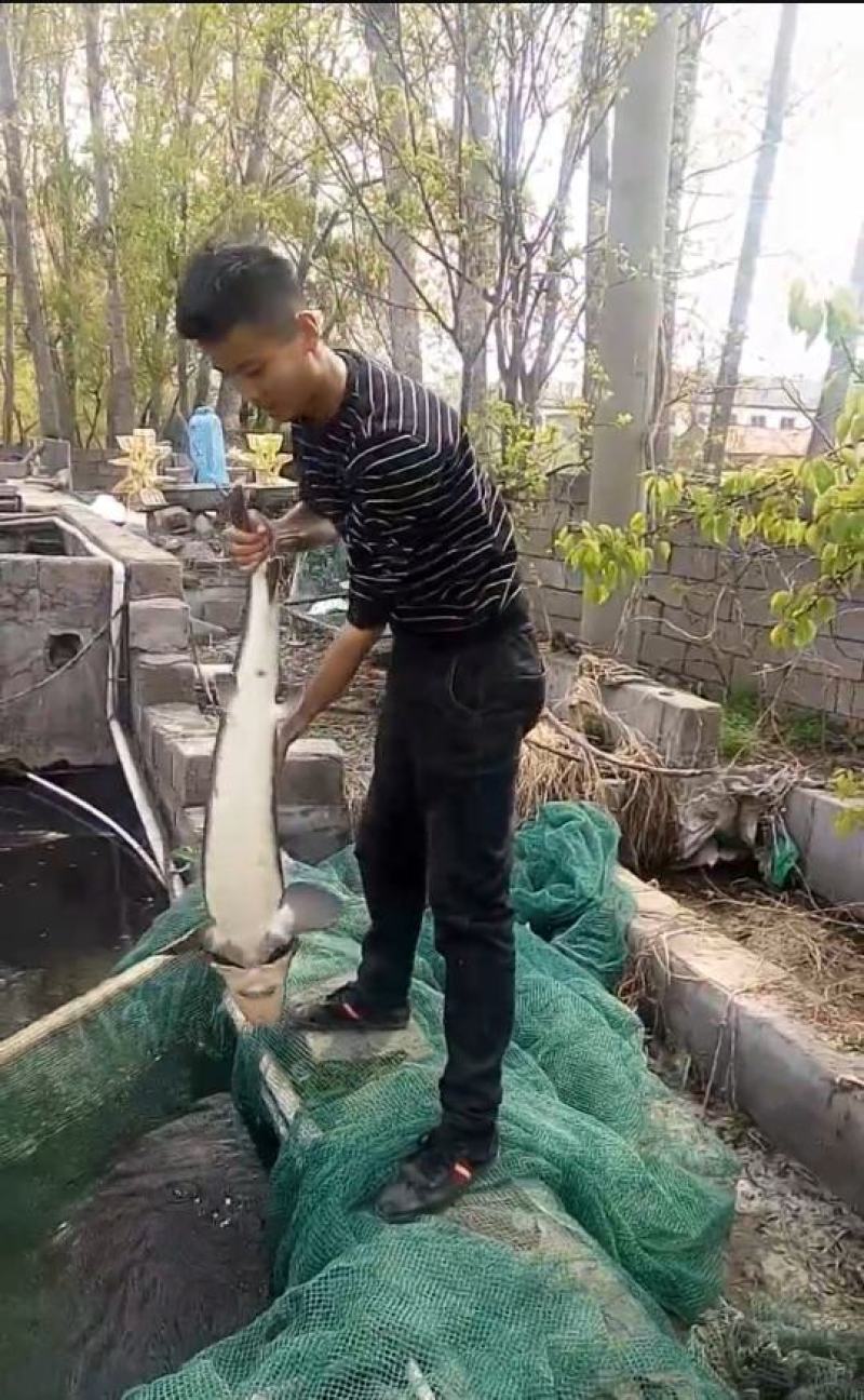 山东鲟鱼各种规格齐全，全国发货，质量优，价格低