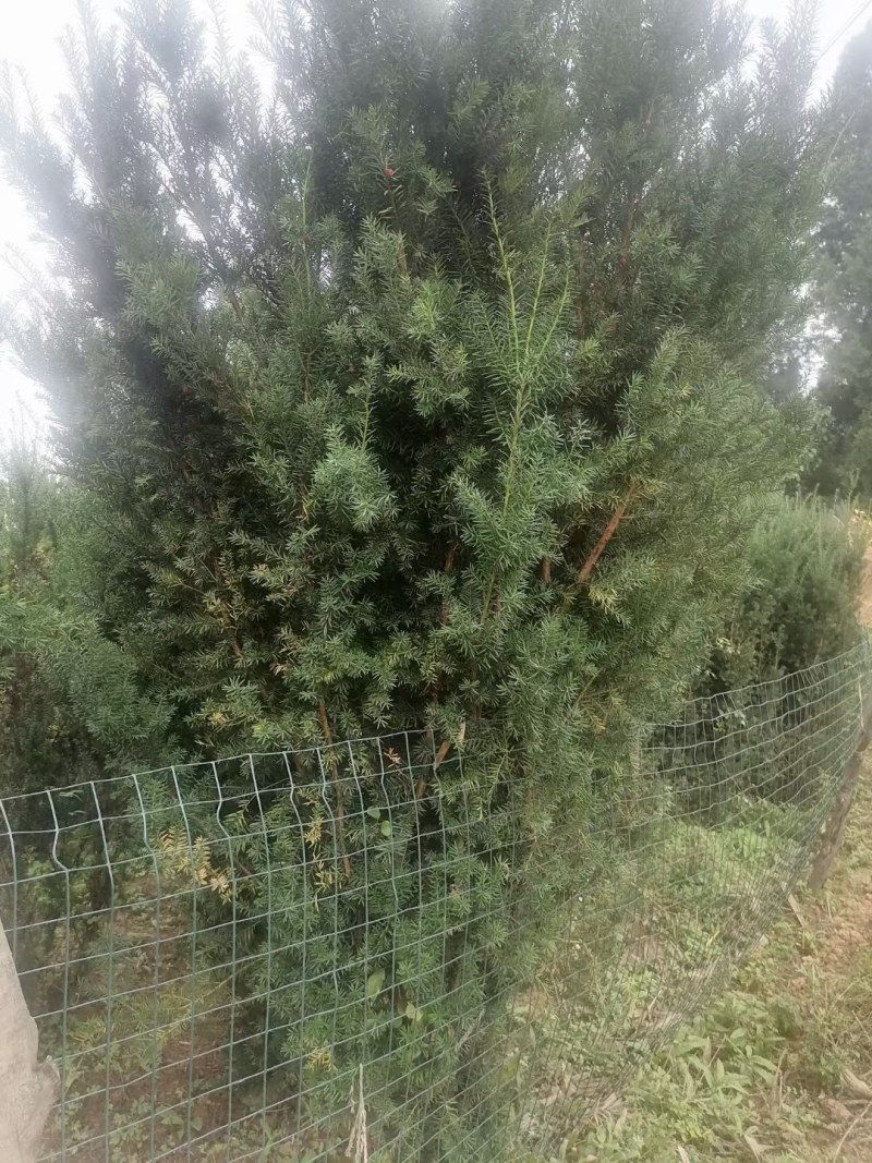 【红豆杉】慢地亚红豆杉250/300起步基地现挖现发