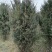 【红豆杉】慢地亚红豆杉250/300起步基地现挖现发