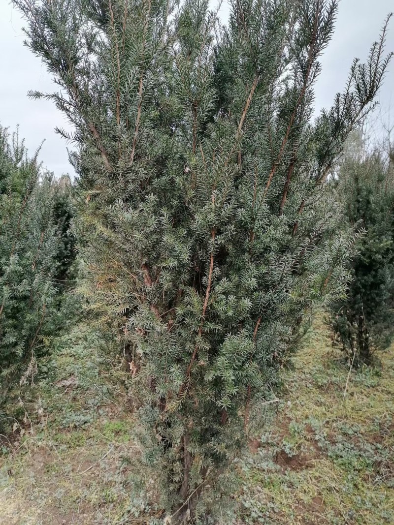 【红豆杉】慢地亚红豆杉250/300起步基地现挖现发