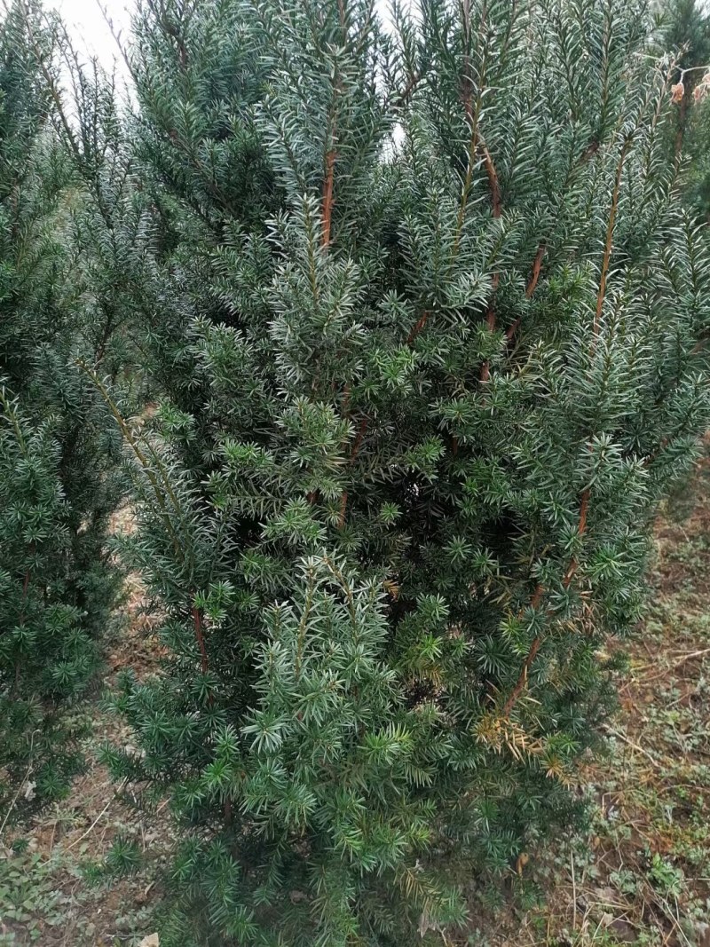 【红豆杉】慢地亚红豆杉250/300起步基地现挖现发