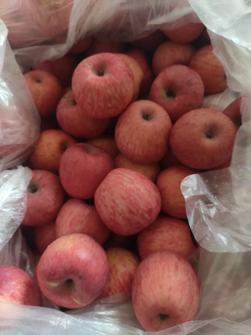 ，陕西富县，现有大量高次苹果，果面干净果个大，无冰雹！