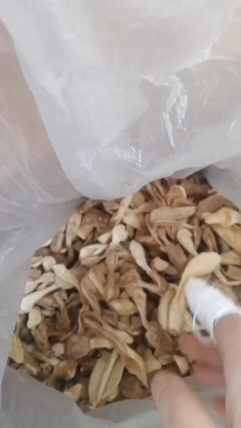 鸡腿菇