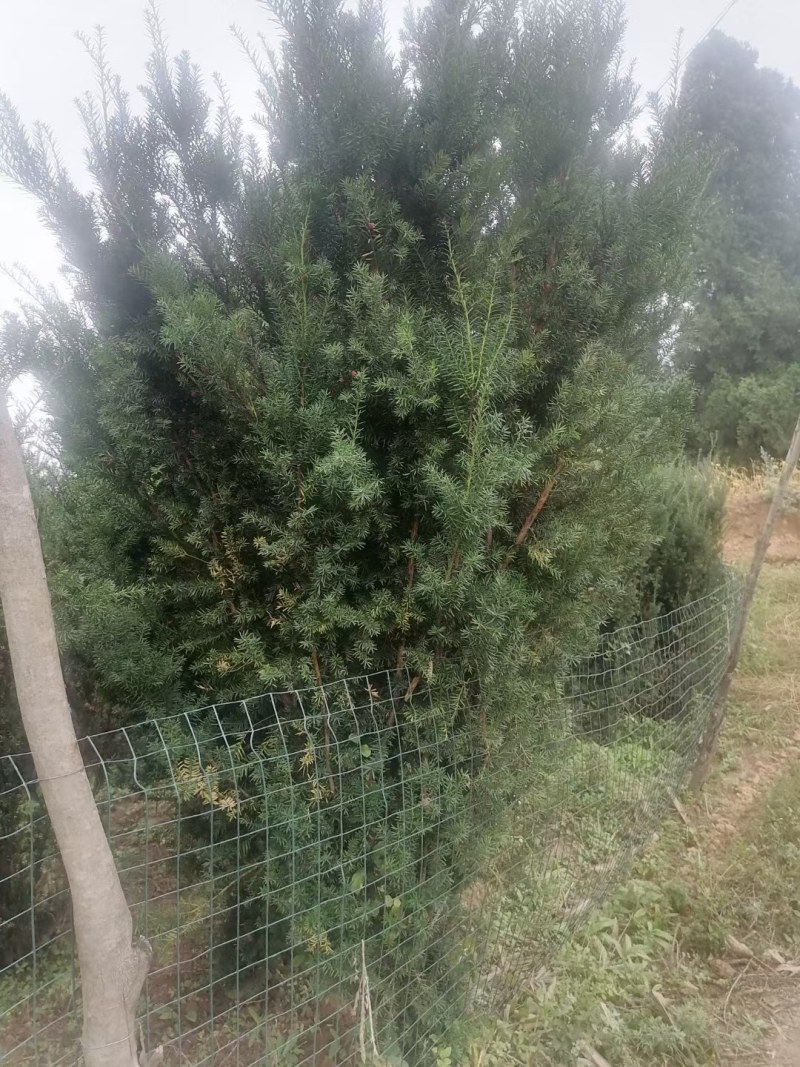【红豆杉】慢地亚红豆杉250/300起步基地现挖现发
