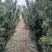 【红豆杉】慢地亚红豆杉250/300起步基地现挖现发