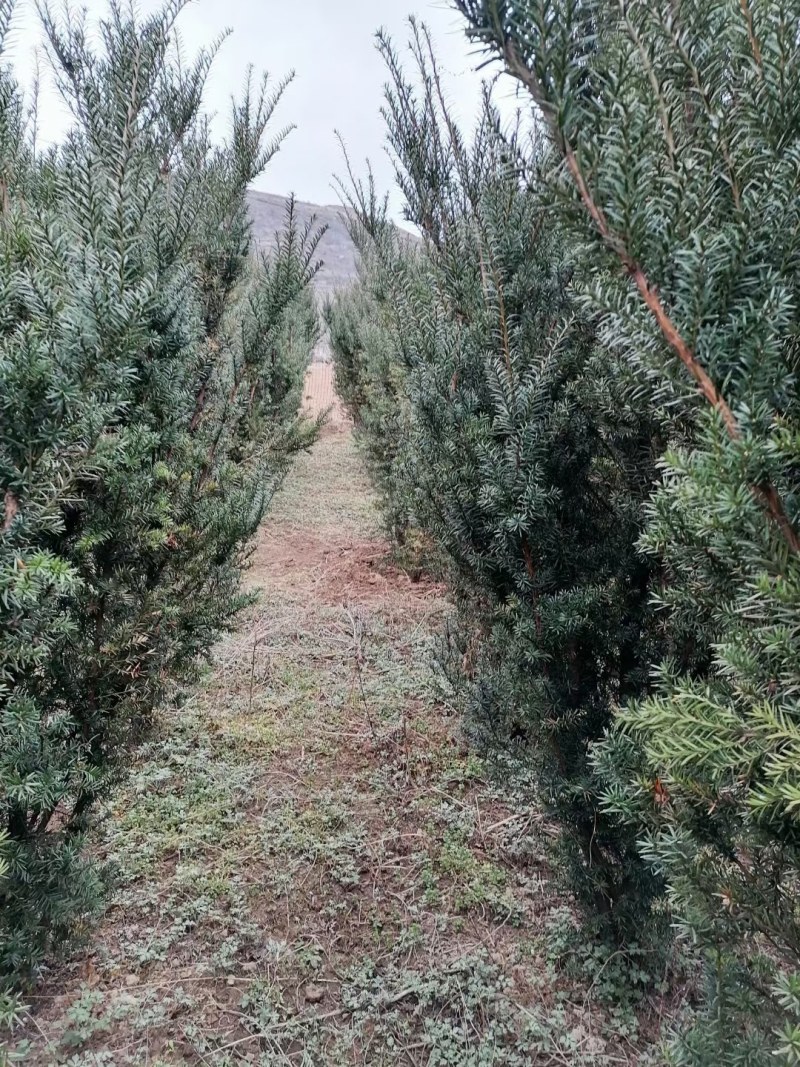 【红豆杉】慢地亚红豆杉250/300起步基地现挖现发