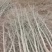 【银杏苗】银杏树苗一米到一米五起步规格齐全欢迎咨询