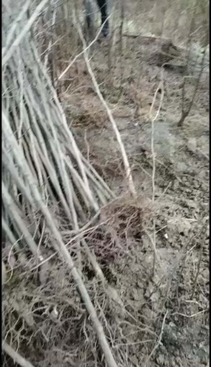 【银杏苗】银杏树苗一米到一米五起步规格齐全欢迎咨询