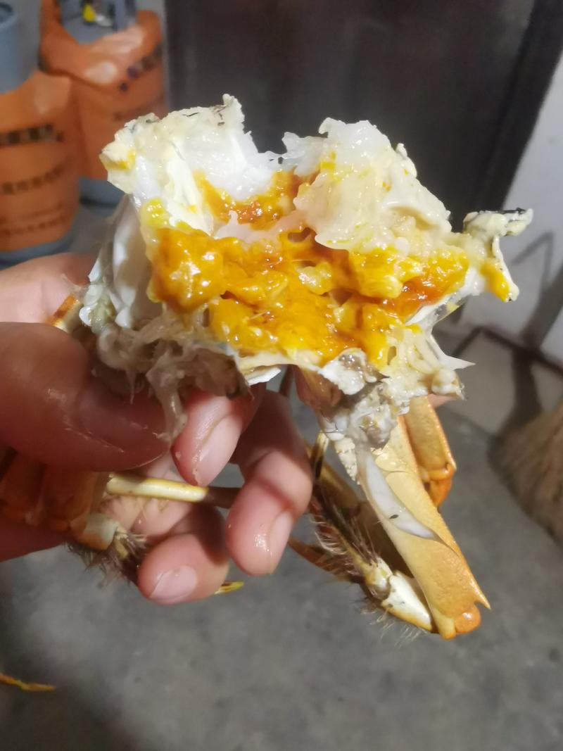 洪湖市琳馨水产精品大闸蟹自产自销个个都是青壳白底欢迎采购