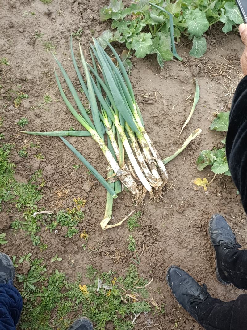江苏大葱钢葱产地现货品质保证欢迎选购