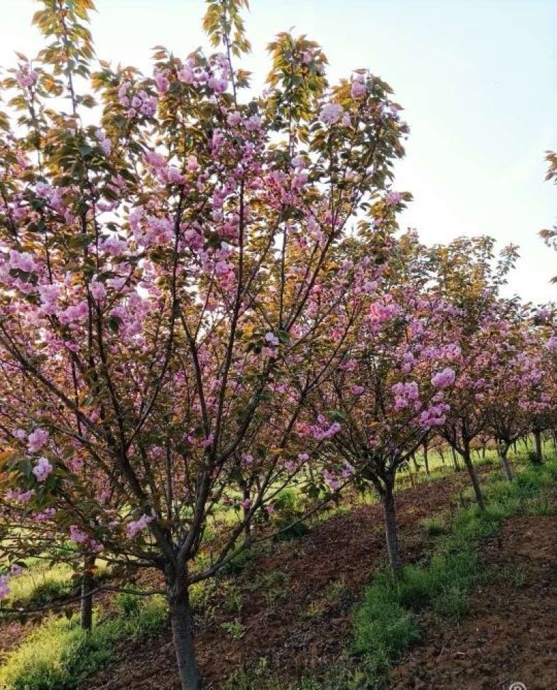 8公分樱花