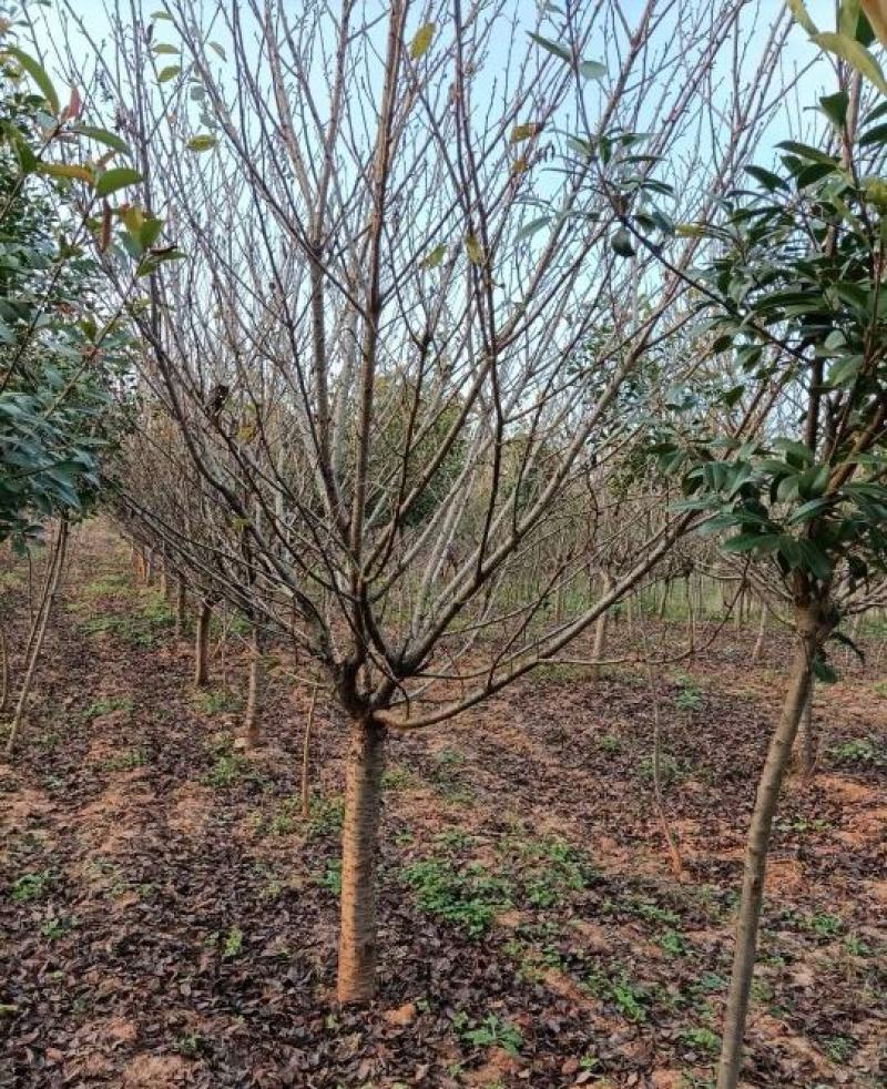 8公分樱花