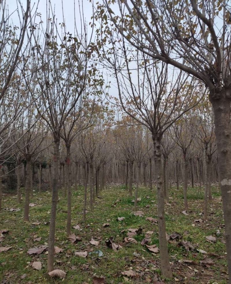 高度250厘米丁香树
