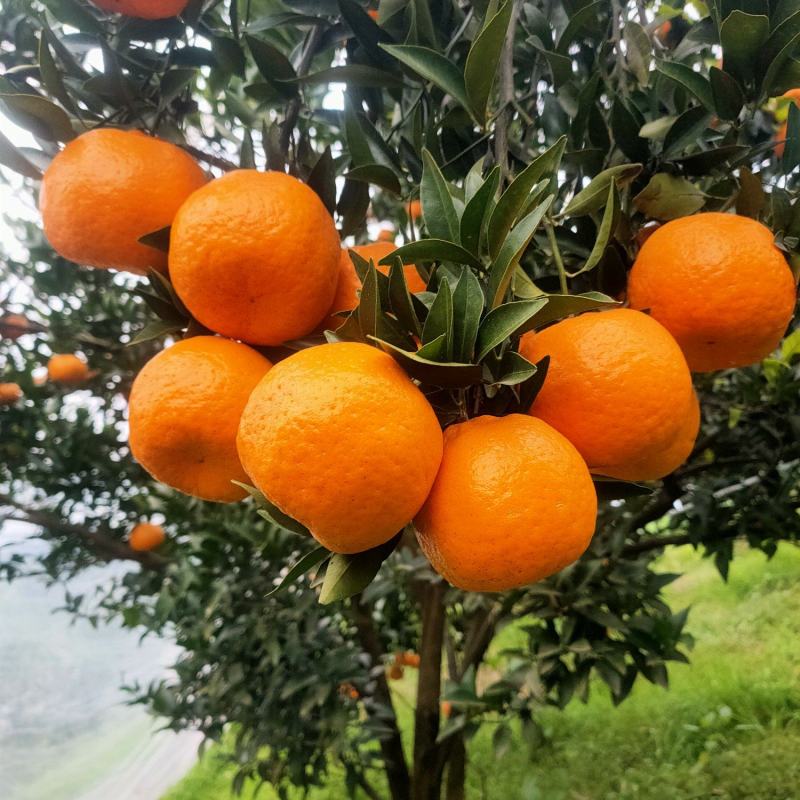 四川椪柑大量上市。质量口感好，大型种植基地。