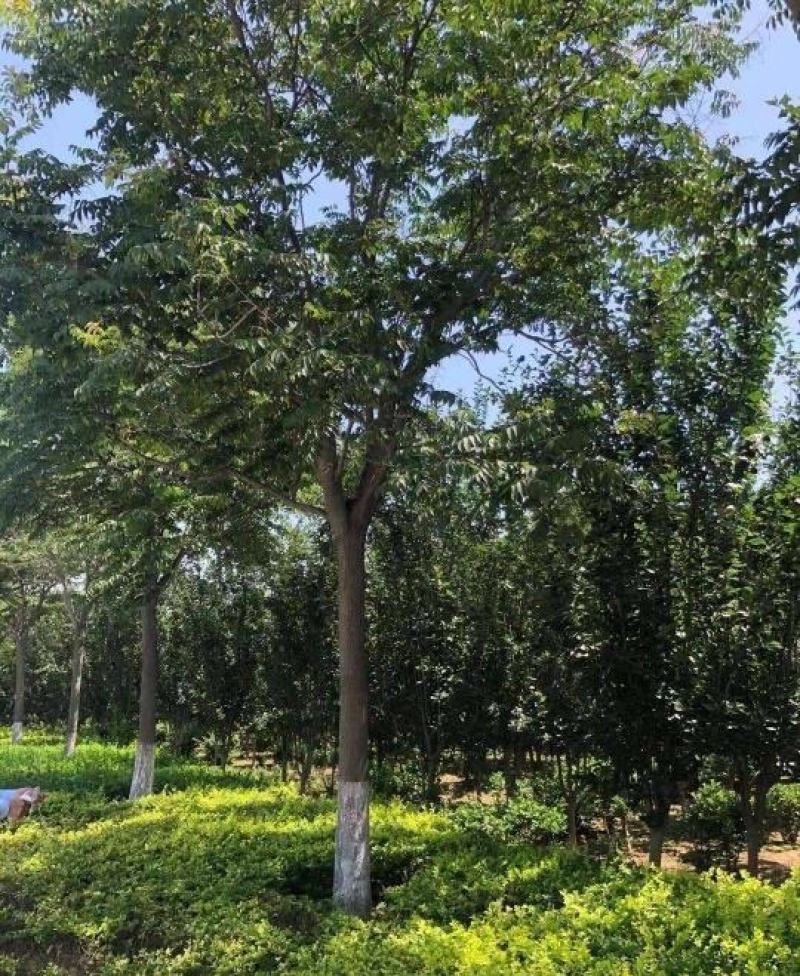 15公分南栾树