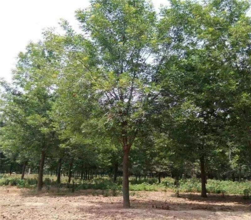 15公分南栾树