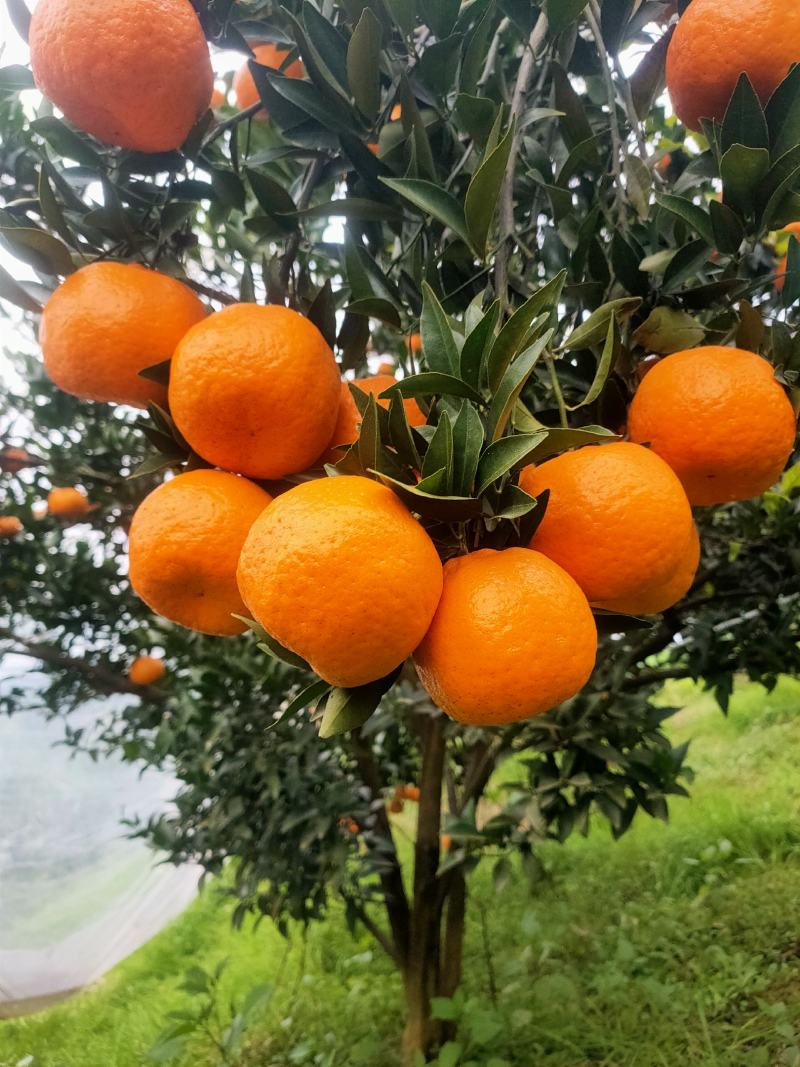 四川椪柑大量上市。质量口感好，大型种植基地。