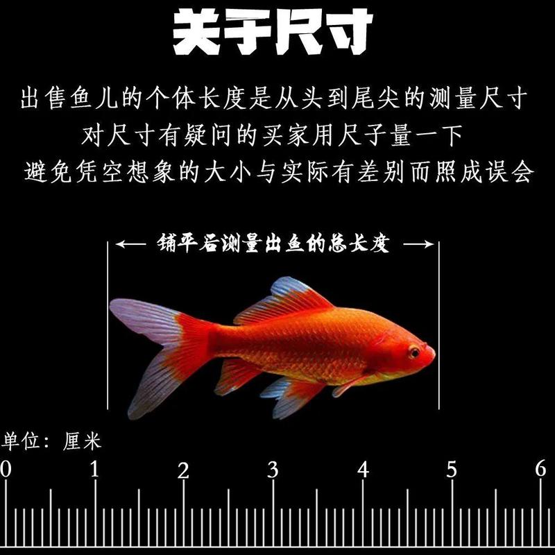 金鱼红金鱼小金鱼锦鲤观赏鱼儿【包活、包邮】