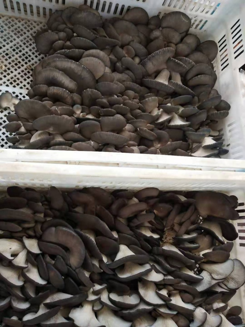 平菇