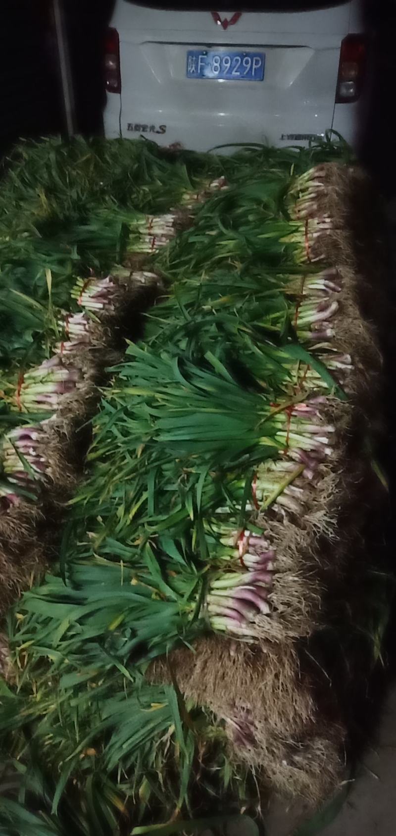 陕西汉中城固洋县蒜苗40到50公分有需要的朋友快来联系