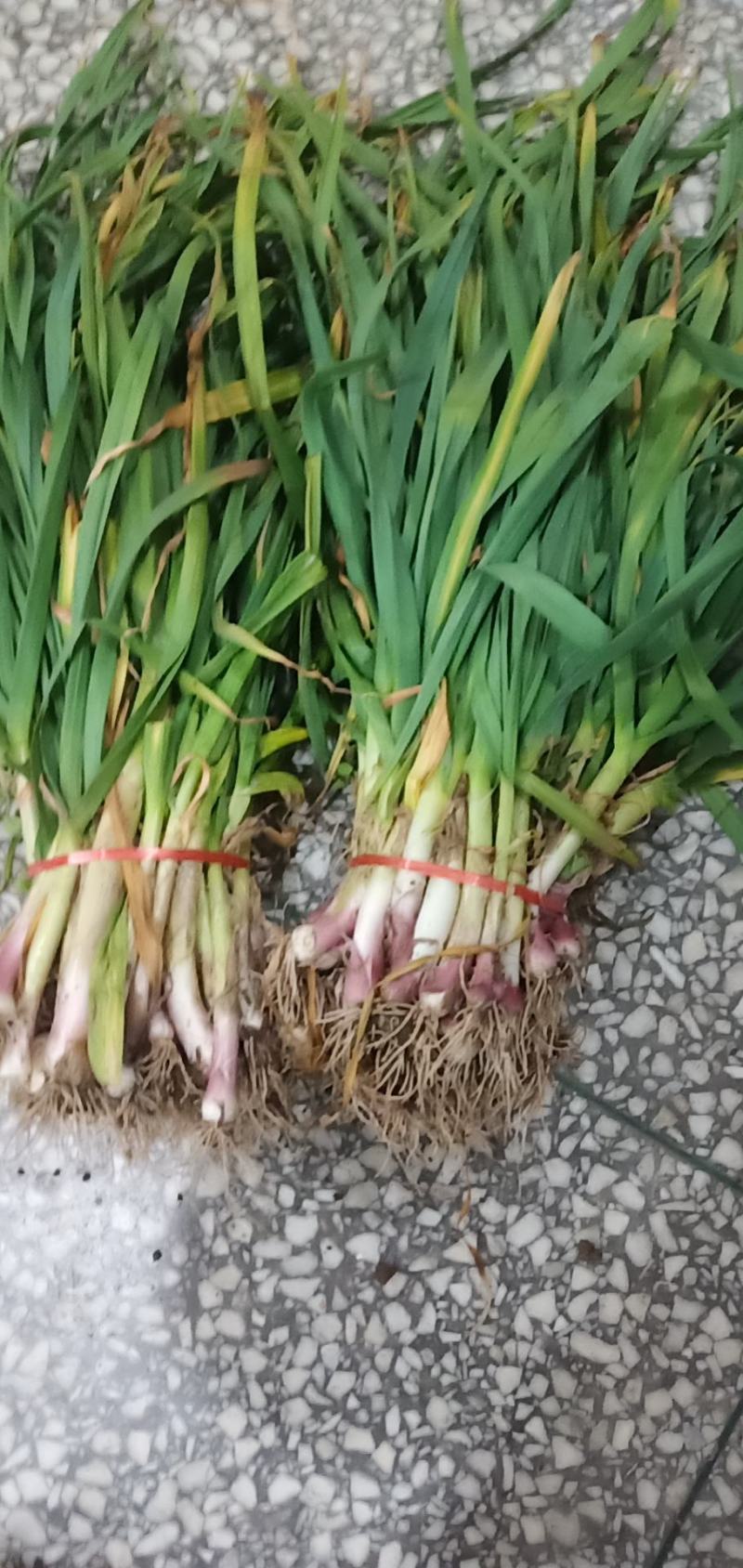 陕西汉中城固洋县蒜苗40到50公分有需要的朋友快来联系