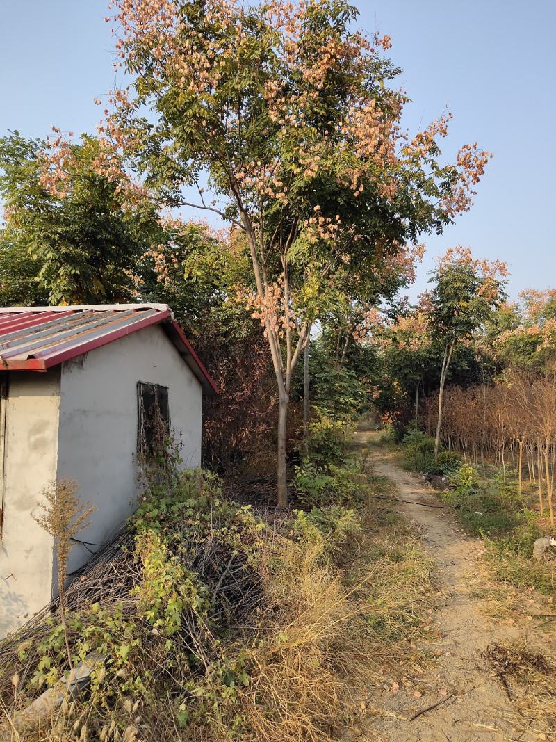 栾树黄山栾树南栾，苗圃直销一手货源保证成活率山东彩盛苗木