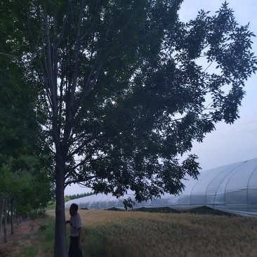 白腊园供应各种规格白蜡树原生树发冒树树形非常漂亮价格美丽