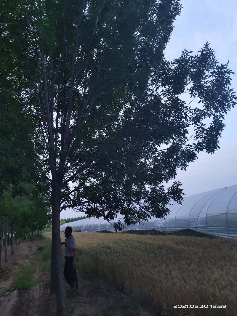 白腊园供应各种规格白蜡树原生树发冒树树形非常漂亮价格美丽