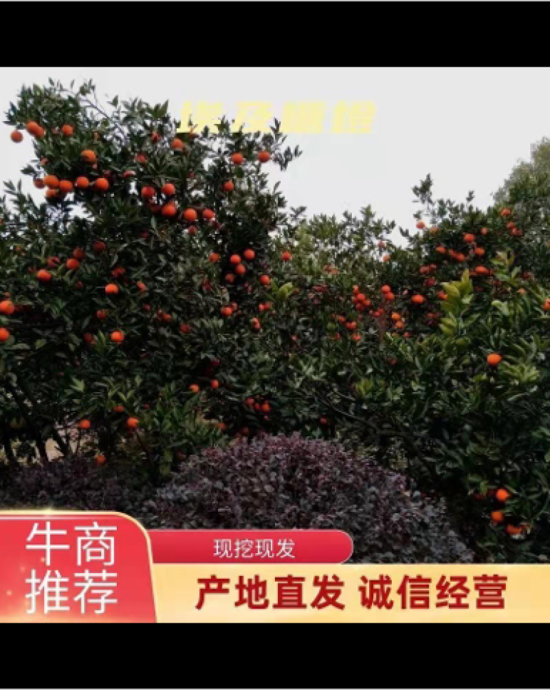 埃及糖橙苗甜橙苗橙子树苗纯甜湖南果苗基地