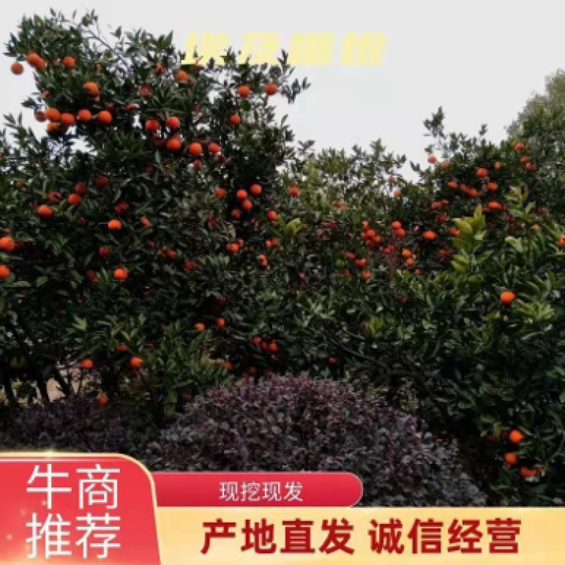 埃及糖橙苗甜橙苗橙子树苗纯甜湖南果苗基地