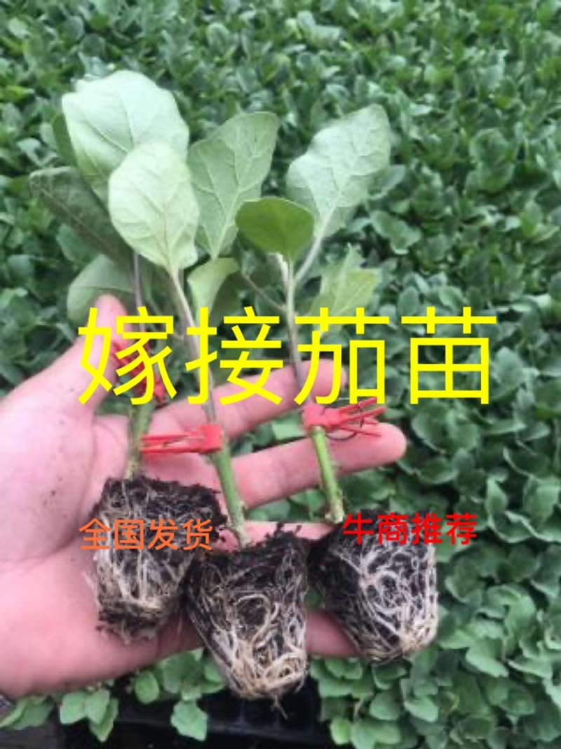 嫁接茄子苗，有改良黑宝好品种，分为50孔和72孔